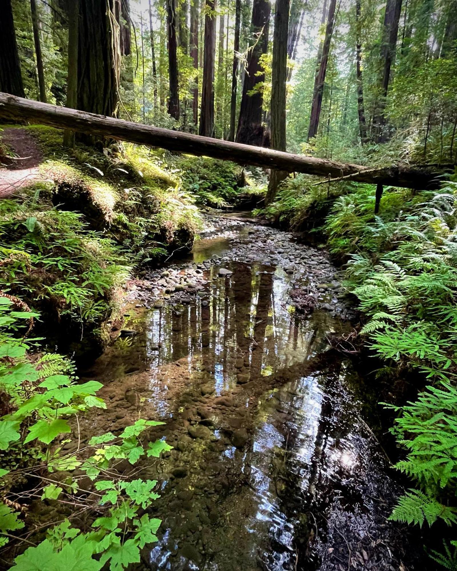 Avenue Of The Giants Caraway Cottage Miranda Exterior foto