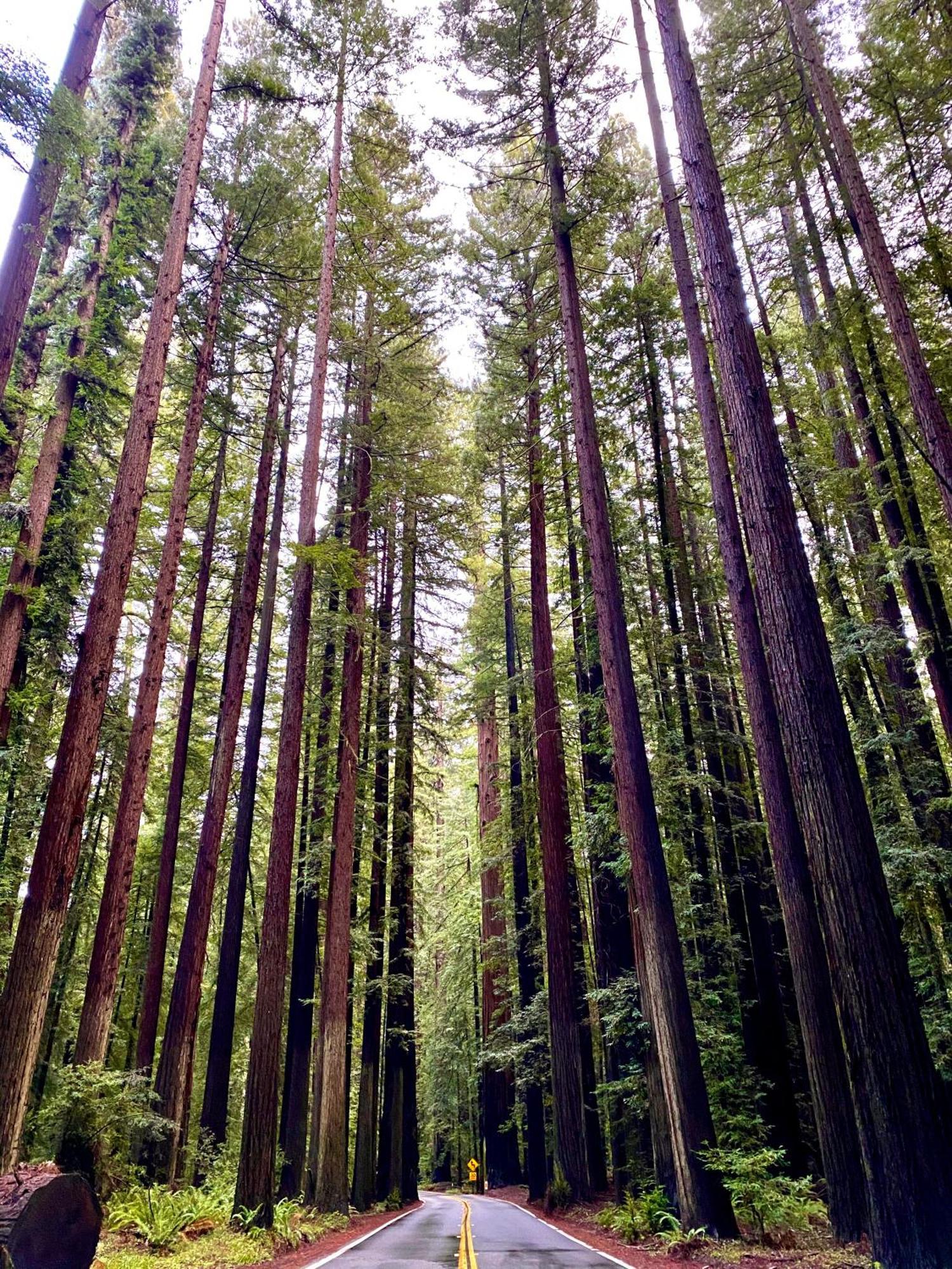 Avenue Of The Giants Caraway Cottage Miranda Exterior foto